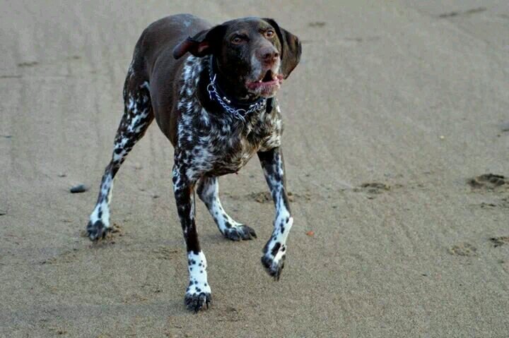 I'm a loveable GSP who lives with my cat bro Ozzy . #wemisssweepcat  RIP   LOVE tennis balls & eating everything!