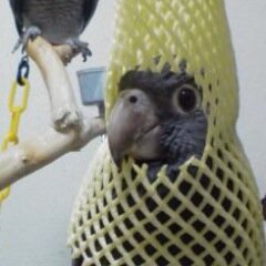 scottlekinta's profile picture. とにかくはじめてみました。sw