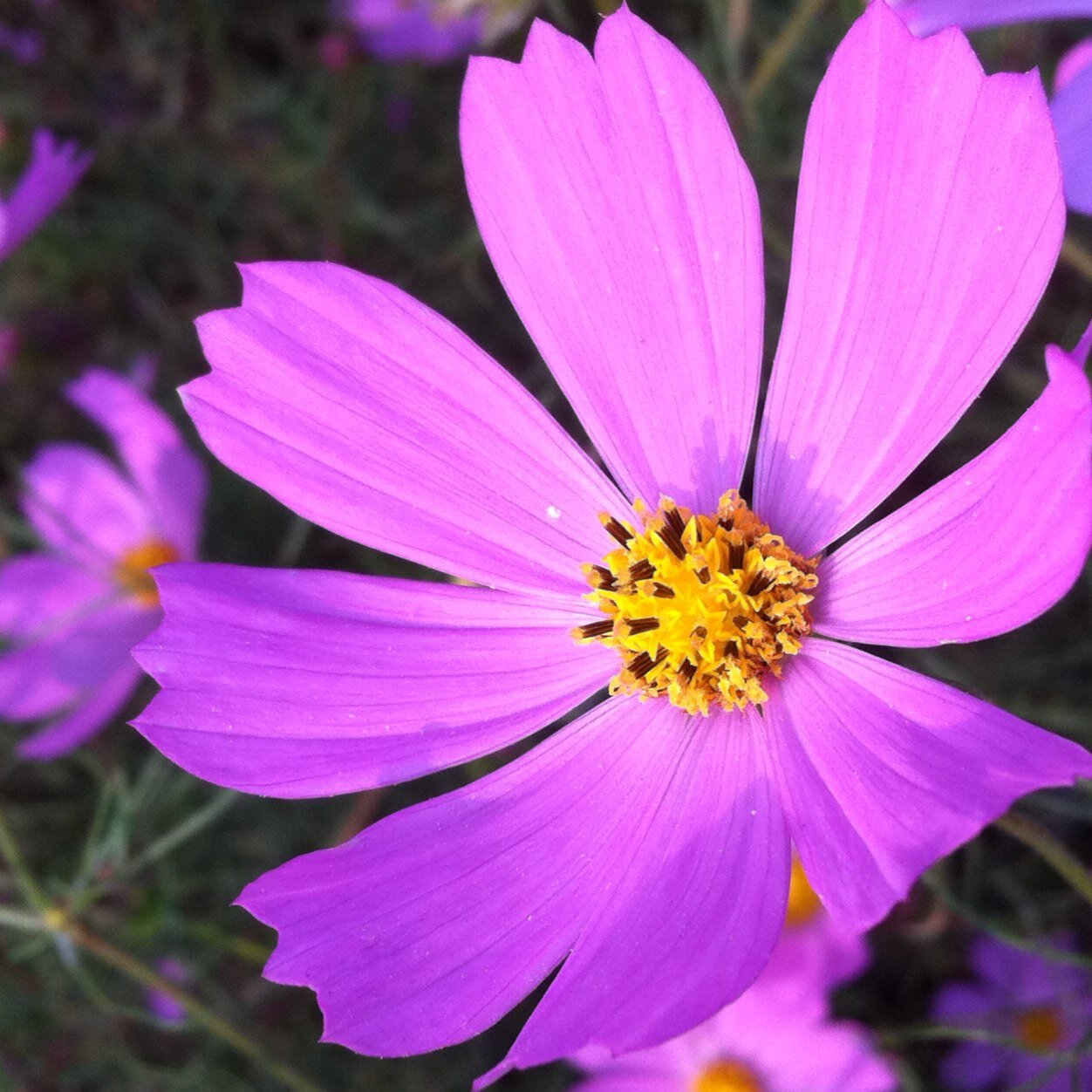 ジャンボーグ Megwin Tv Jumborg8 Twitter