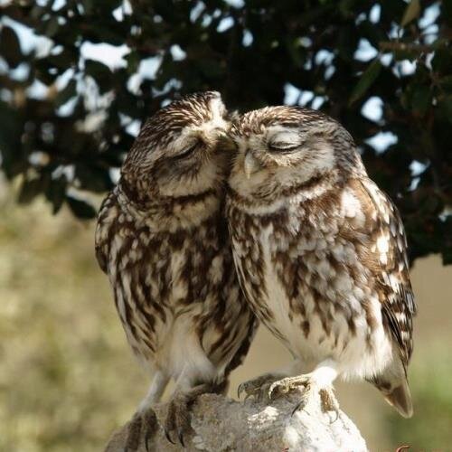 hderoche's profile picture. Cats Rule