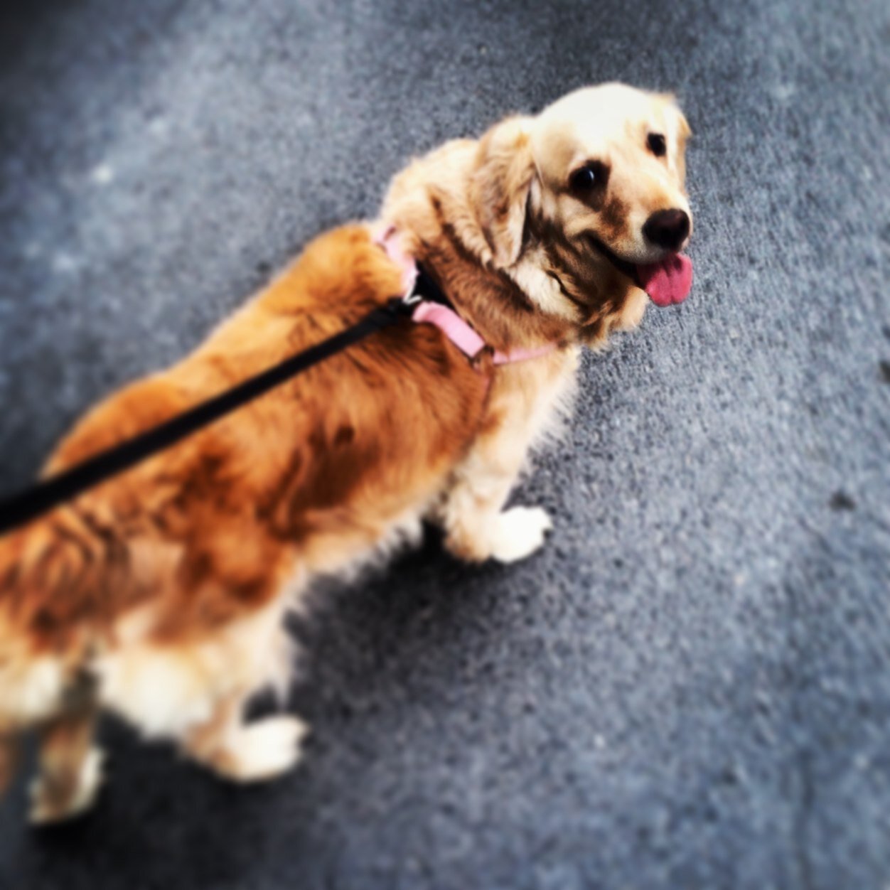 maybe you've been looking for love in all the wrong places. a dog will treat you better than anyone you'll meet at happy hour. trust me i've been to happy hour.