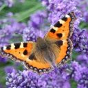 Susan Clark-Wilson - @SusanCSW - Twitter