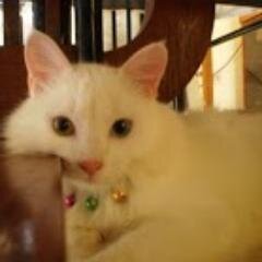 MelaiMathis's profile picture. I am credit analyst and a writer for 8 years, participating in the programs of NHBS, Inc