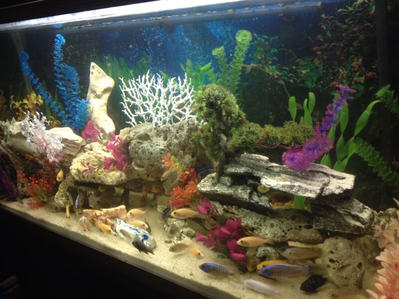 idanialobo's profile picture. 