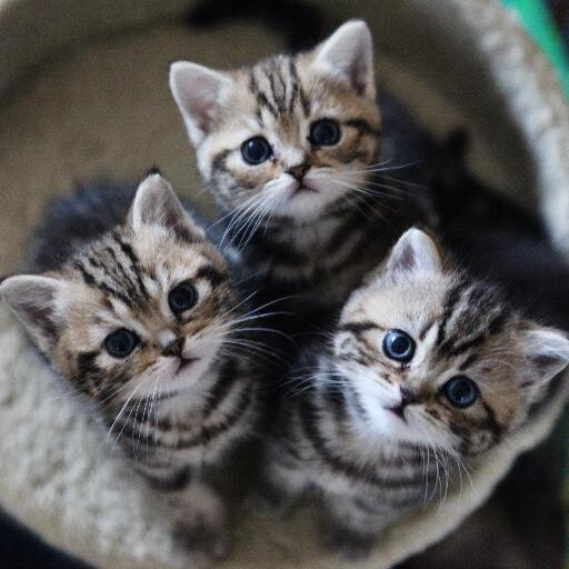 萌え死注意 可愛い猫画像bot カバンに入るのだいすき Http T Co Nnurp7f58y 萌え死注意 可愛い猫画像bot カバンに入るのだいすき Http T Co Nnurp7f58y