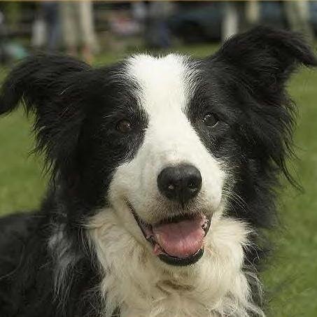 wiccaweys's profile picture. 