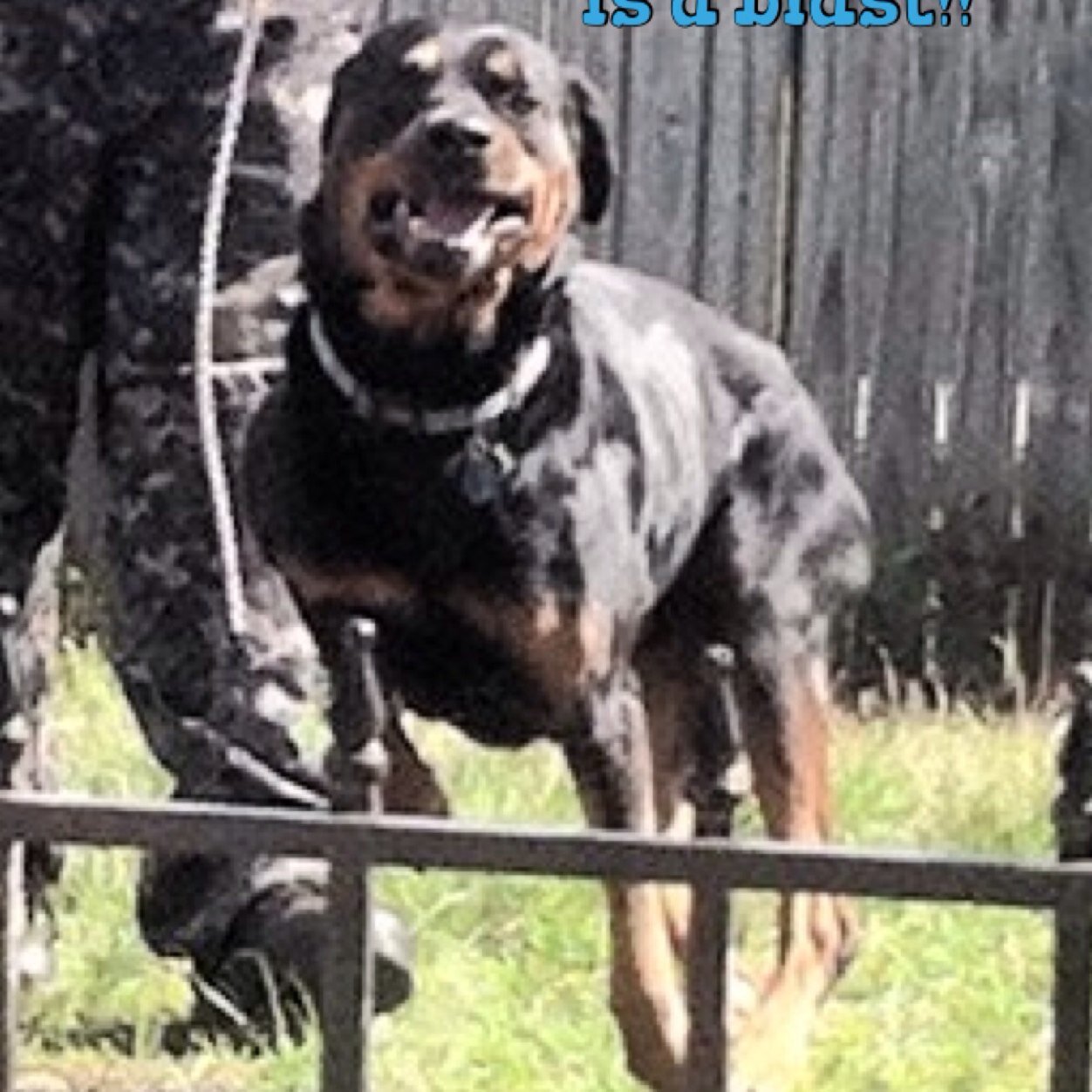 We practice motivational drive, which is reward and reinforcement based. You may say reward and reinforcement are the same thing. Scientically yes, but......