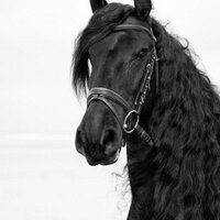 Annet Boelens (@robertenannetbo) 's Twitter Profile