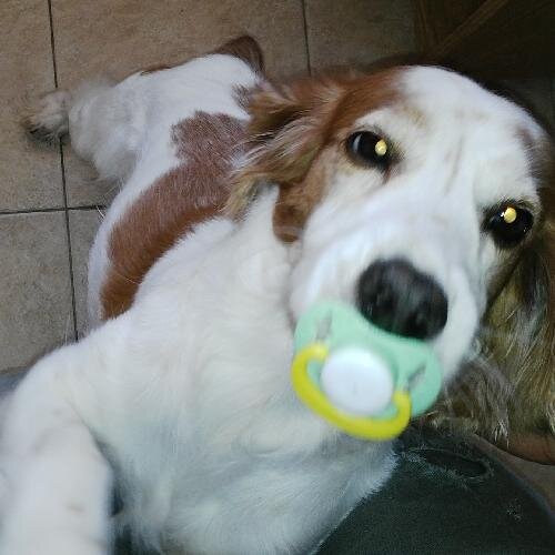 chinolaley's profile picture. 