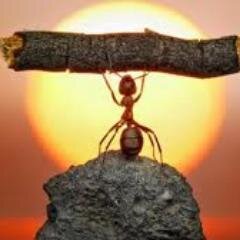 dedeibnmadsuki's profile picture. bangun persatuan islam dan saling berlapang dada dalam perbedaan