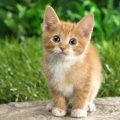 AytilciSBSVDemi's profile picture. THE VAMPİRE DİARİES,SUPERNATURAL,DEXTER