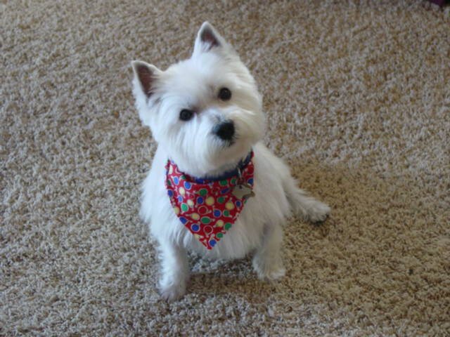 CarolPerry60's profile picture. Just a wife, mom and nurse living life as much as I can.