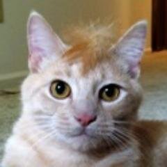 Happy Cat here!