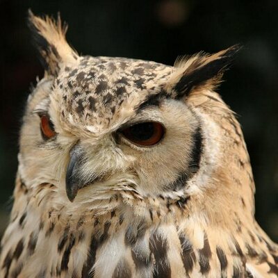ujo1971's profile image