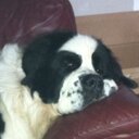 Ann - @Ann2Gibbons - Twitter