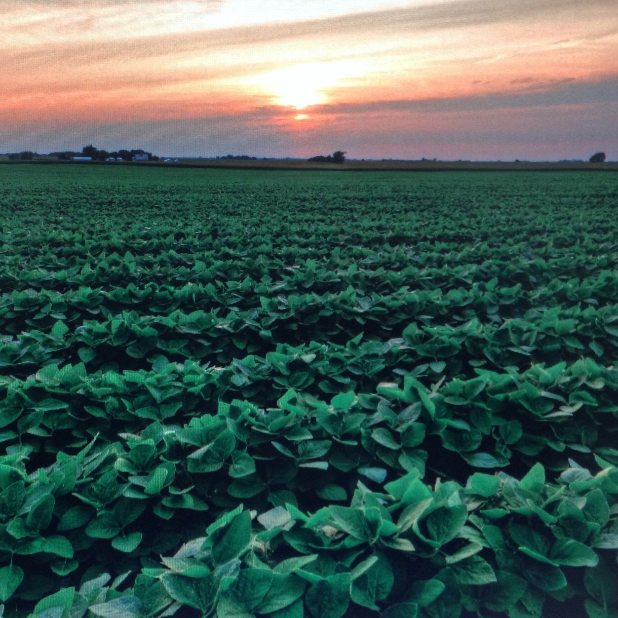 Extension Entomologist. University of Arkansas Division of Agriculture.