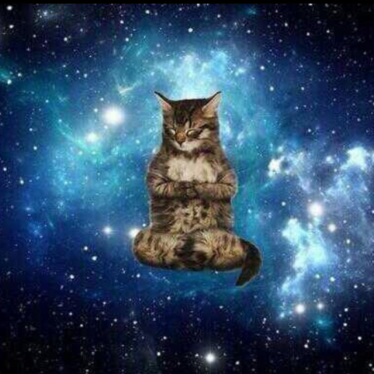 Shout us out for more fabulous space cat pictures! Instagram: officialspacecatss
