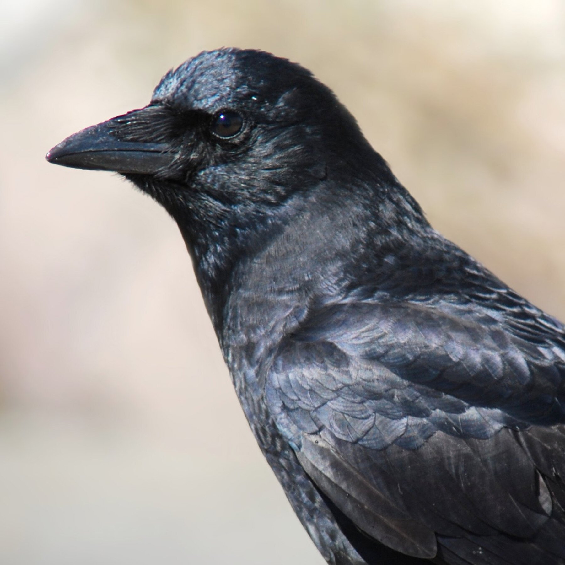 A young couples effort to save a young crows life turns into an amazing crash course in parenting, loving, life, and letting go.