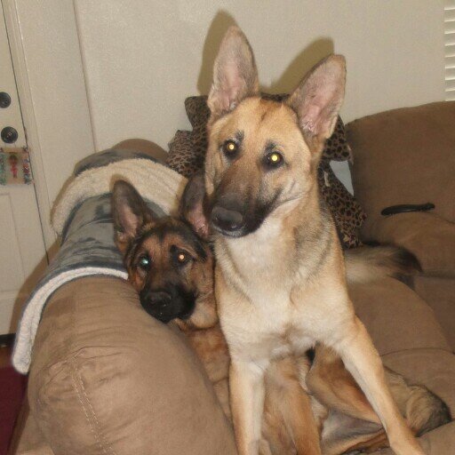 just two german shepherds living life!