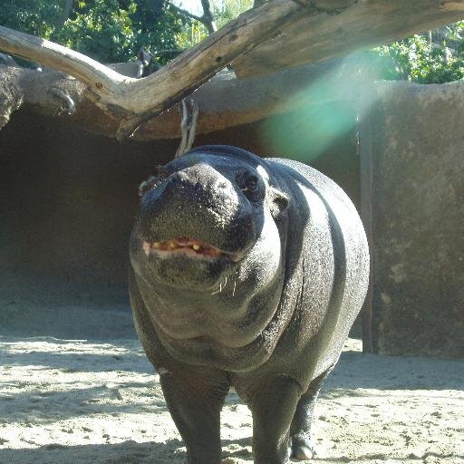 jjokcca's profile picture. 