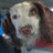 Tweet_Bus_Dog's profile image