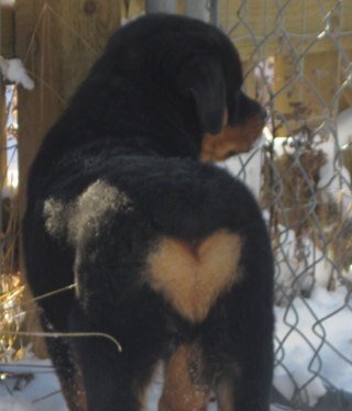 🧘🏽‍♀️Keep Calm and Hug A #Rottie Romans 8:28