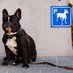 Burlington Dog Park (@burlmassdogpark) Twitter profile photo