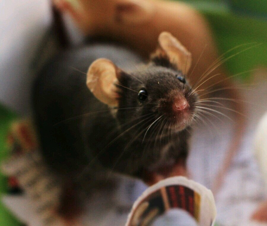 *looks up at you and squeaks* I'm a black mouse. And I do run fast and I bite so watch out! *Runs away* #Male