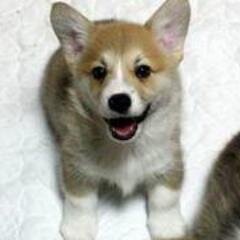 bvc2zhpr's profile picture. NAVERまとめウォッチャーです。最近ではプログラマに憧れてます。気になったお方を気まぐれにフォローしています。よろしくお願いします。 マイペースな猫です。 礼儀がなってない猫です。 大目に見てね♪ NAVERまとめはひとまず休止中