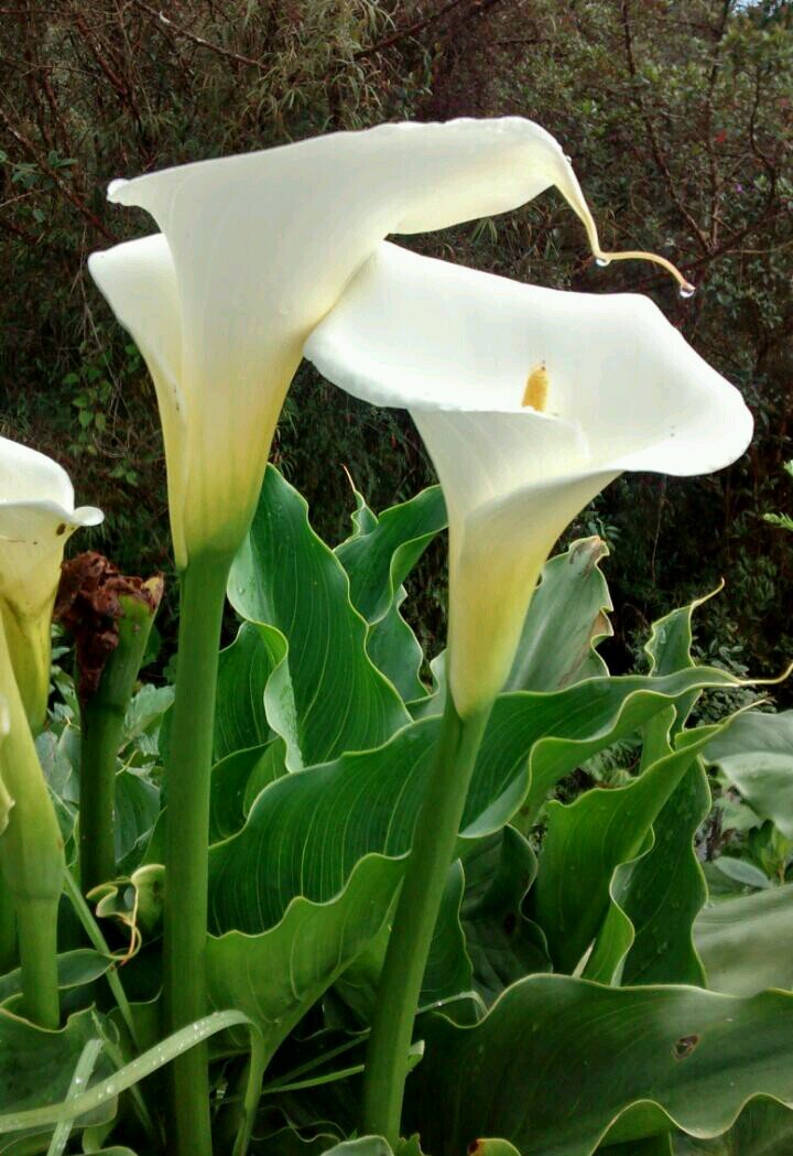 INSOLITO4's profile picture. 