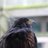 Laura_g2705's profile image