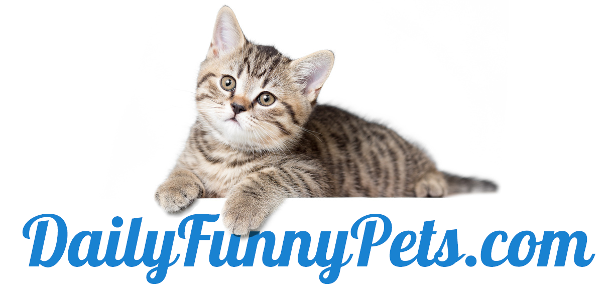 New videos and pictures of funny pets every days.