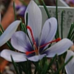McGregor_Garden's profile picture. Alpines, Hardy Plants, Bulbs
