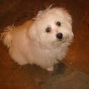 rhonda enns - @tcupcakes - Twitter