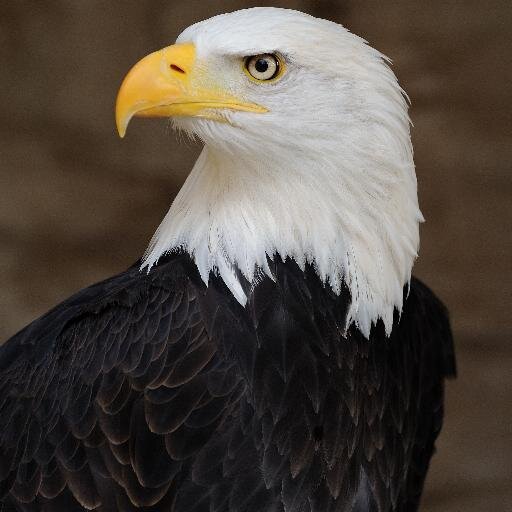 The USA will #followback everyone! Retweet and follow us and watch your number of followers SKYROCKET. Follow @We_follow_backu