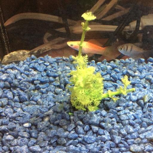 Professional fish, visionary interior designer. Will swim and provide inaudible philosophical commentary for food.
