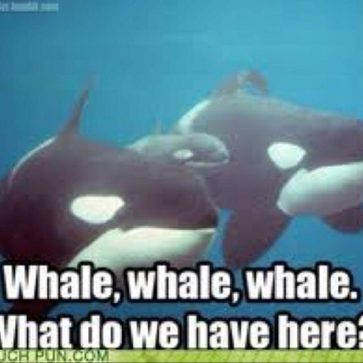 punnybusiness_'s profile picture. 