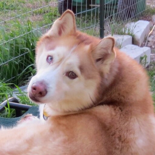 Kodi is a Siberian Husky living the good life in Key West, Florida. Follow his adventures here!