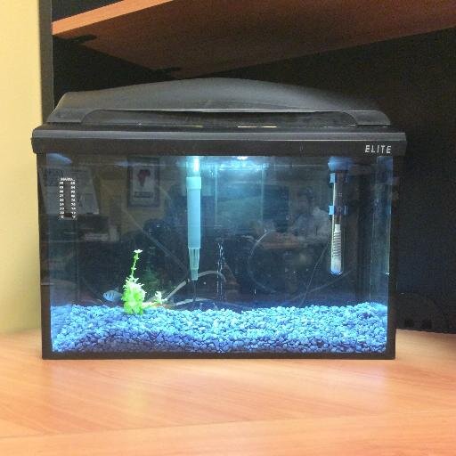 Because fish die, but a fish tank is forever...