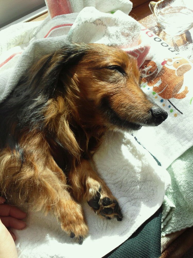 犬と猫と本と漫画とか好き(笑) 頻繁に下痢に襲われる…