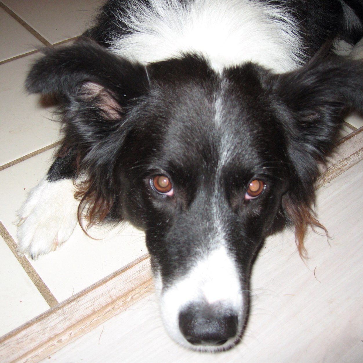 lincar60's profile picture. No longer a Republican. Now an Independent.Thank you for that McConnell and Boehner.   Supporting Trump 100%.   only one who can defeat Crooked Hillary