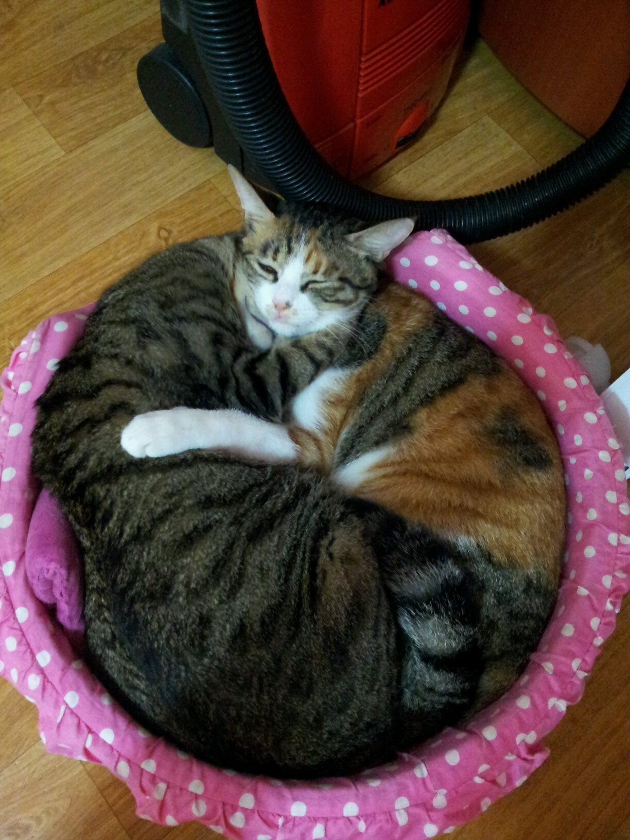 ksh7559's profile picture. 반려견.묘,유기견.냥,동물,생명존중,사랑♥새끼몽-다온,칼,콩,소망,마야,모야,난이,단비,사랑♥새끼묘-별이,달이랑 살아가는 시끌벅적 다몽하우스^^동물을 사랑하는 사람을 좋아합니다.