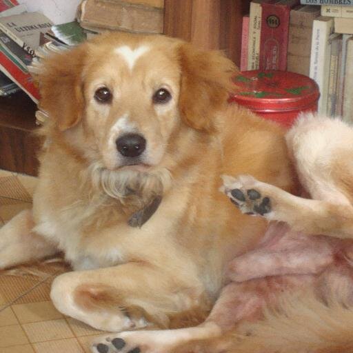 100% Antirracista, Antifascista, Antimonàrquica y Republicana. Amante De Los Animales, Nuestros Hermanos Menores En Evoluciòn. De Caracas. Vivo En Caracas...