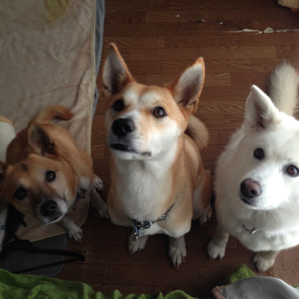 NAD/人間と動物は平等に扱われるべき。同じ命。どうして殺処分なんてあるの？/気軽にfollowme❤︎