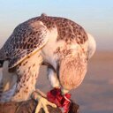 ألغعسيف العازمي - @seef__AL7rees - Twitter