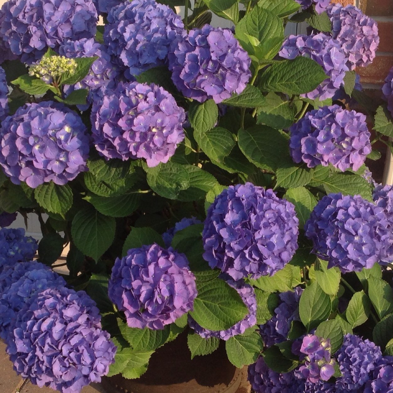 grannymacMac's profile picture. 