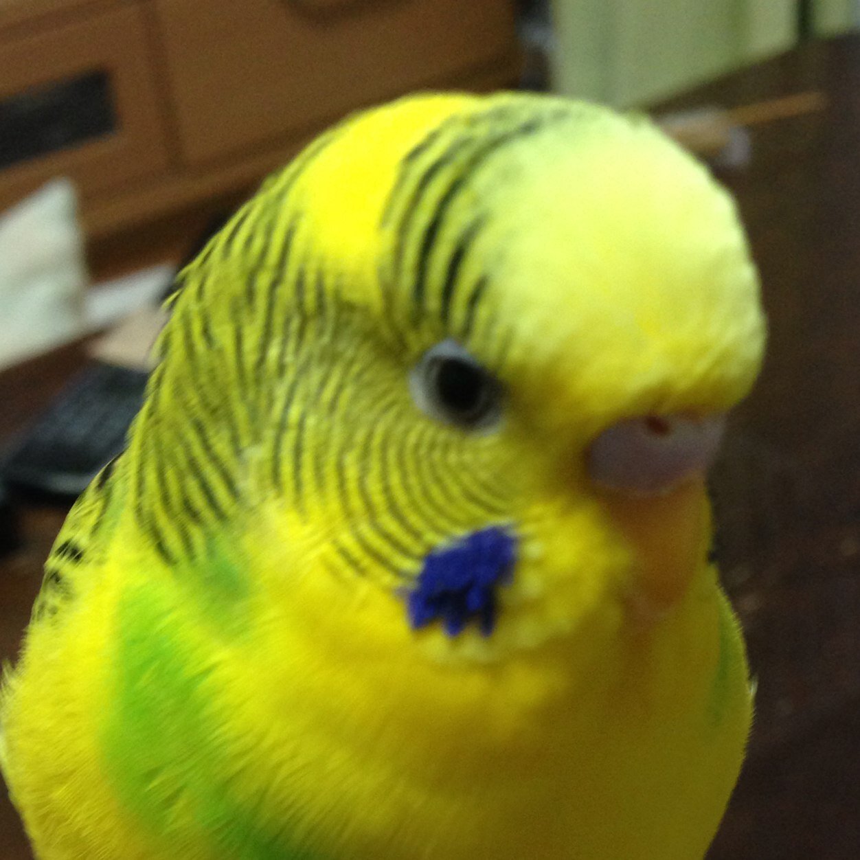サラリーマンをしながらFXをがんばっています。よろしくお願いします。