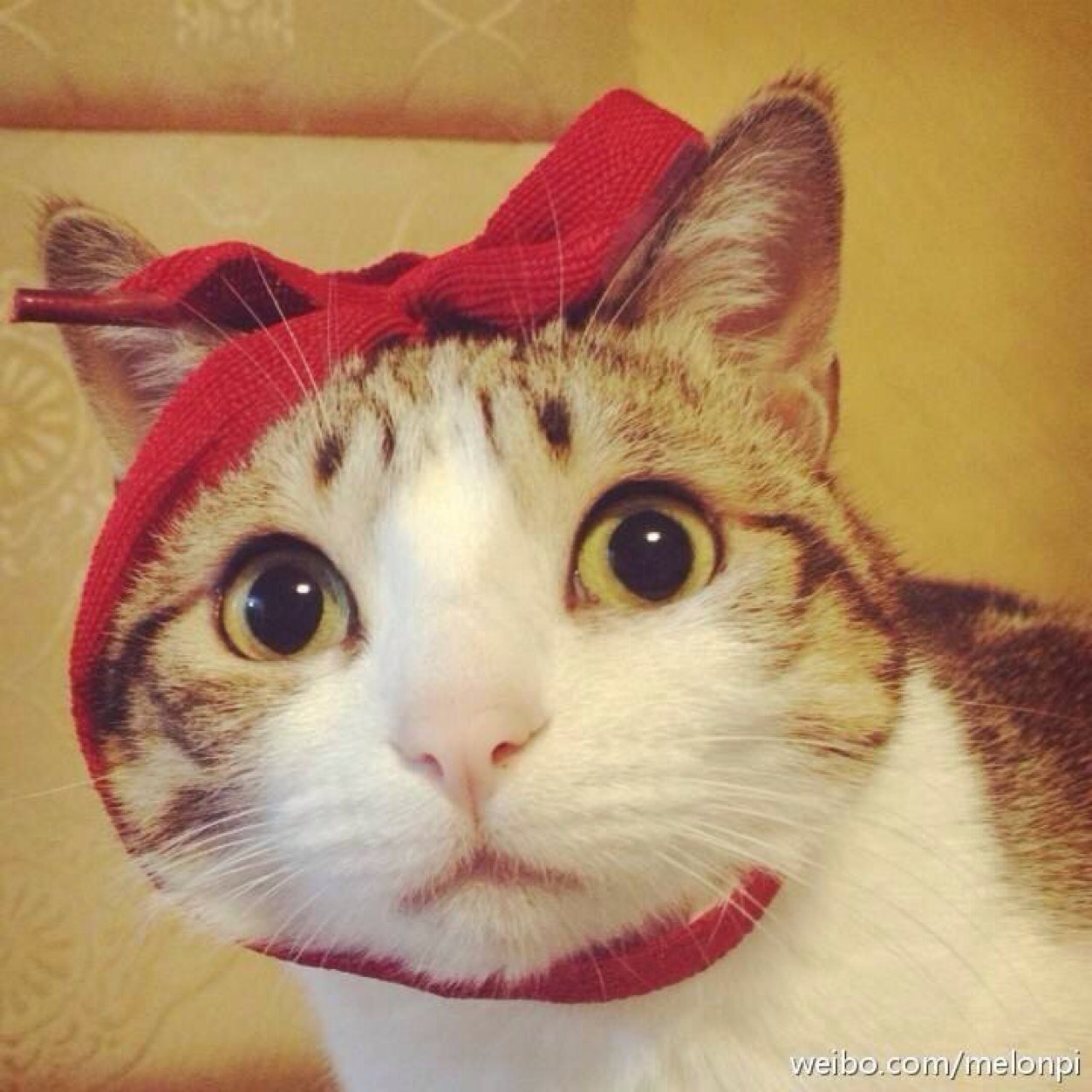 gy89516's profile picture. 