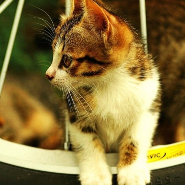 pst_qui's profile picture. 多ジャンルに手を出してます