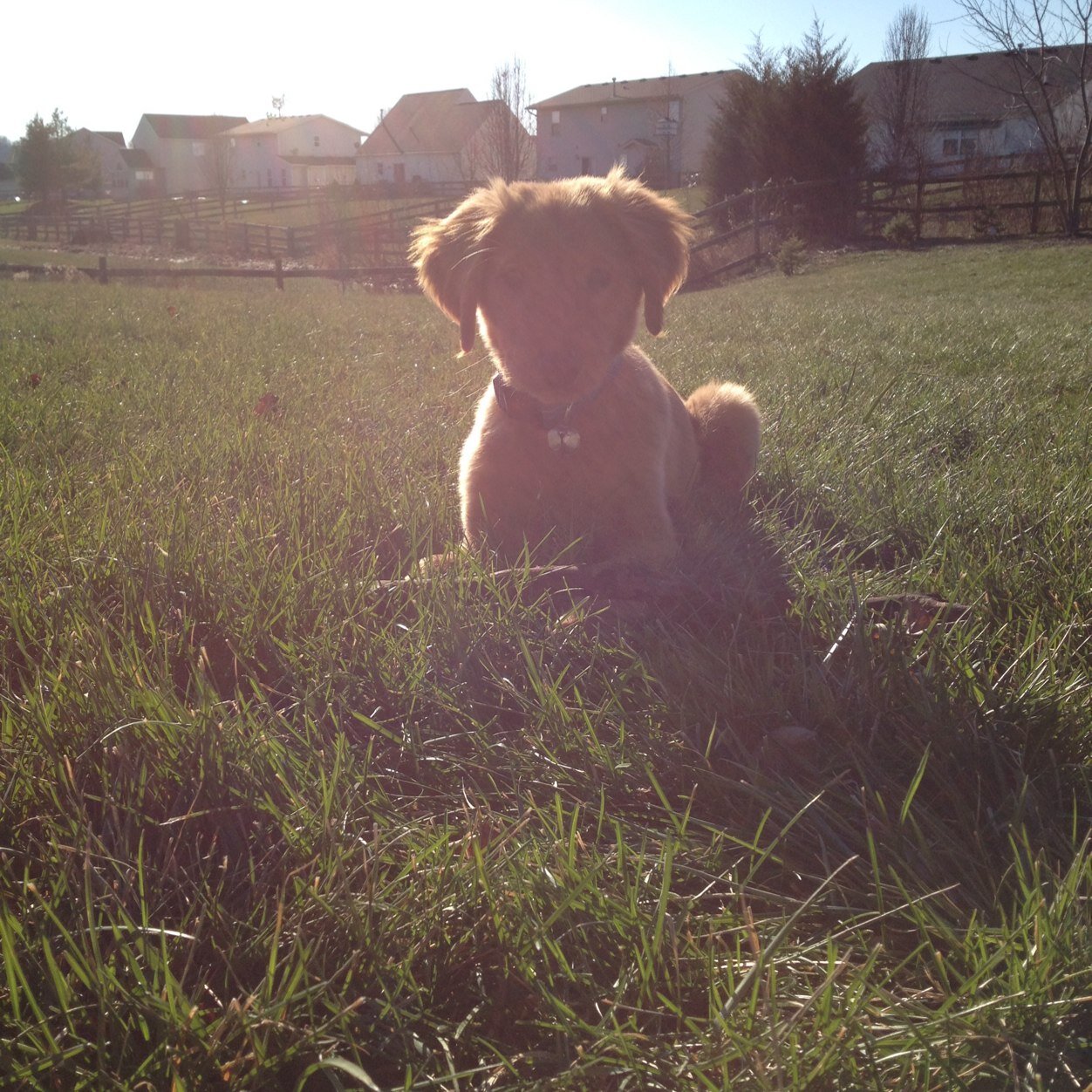 1/2 year old | Golden Retriver | sniperthedog66@gmail.com | follow on vine: Sniper Recon